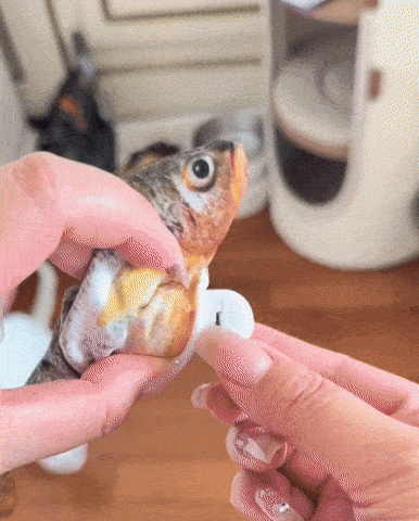 Petgravity Bitesized Realistic Flopping Fish Cat Toy 3 Pack